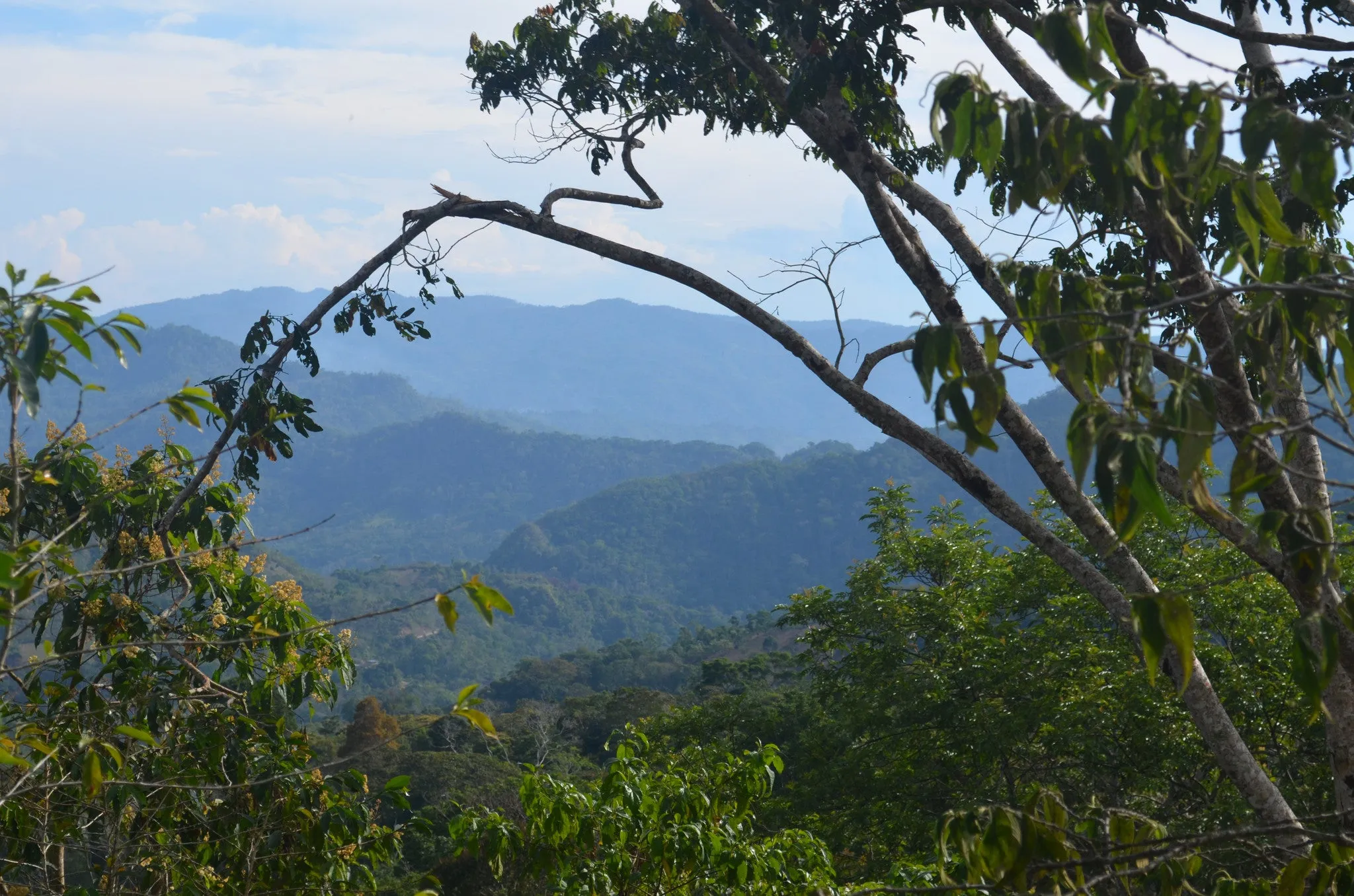 House Roast: 100% Bolivian. Certified Fair Trade & Organic (FTO) AA. NEW CROP!
